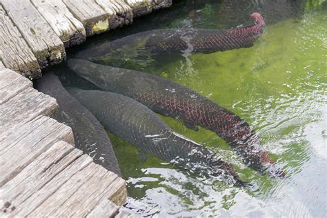 Arapaima Stock Photos Images And Backgrounds For Free Download