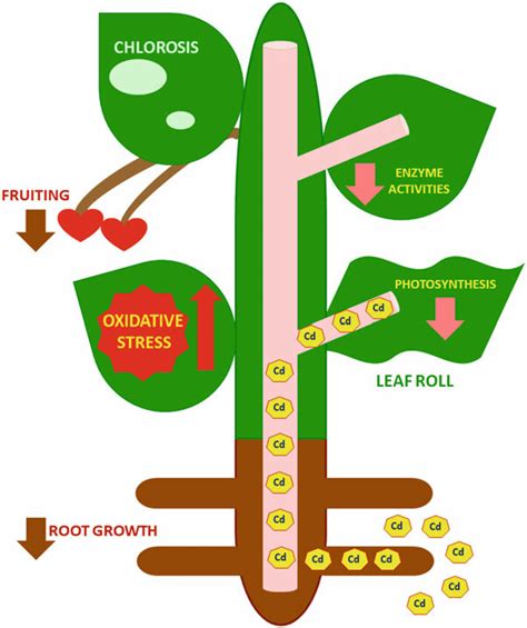 1 Diagrammatic Representation Of Cadmium Toxicity In Plants Cadmium