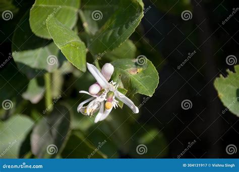 Lemon tree flowering stock image. Image of shrub, wildflower - 304131917