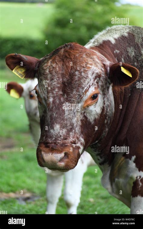 Irish Moiled Rare Breed Cow Hi Res Stock Photography And Images Alamy