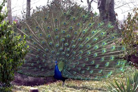 Police Hunt For Peacock On The Loose In Ohio