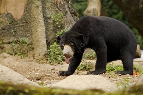 Sun Bear Tongue stock image. Image of captivity, beast - 41421645