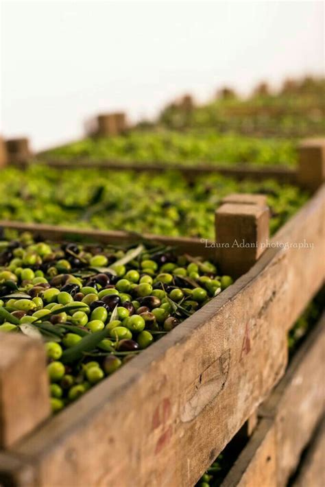 pin  anastasia zeitidoy  eliah efloghimeni olive harvest olive
