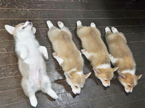 Cutest Sleeping Puppies