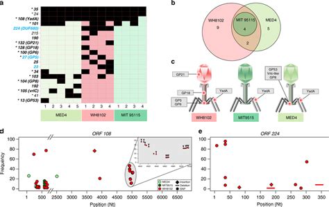 Discrete sets of structural genes are mutated in sub-optimal hosts. a ...