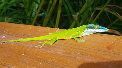 Fauna of Roatán · iNaturalist Canada