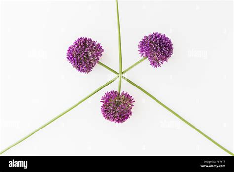 Allium Isolated On White Background Stock Photo Alamy