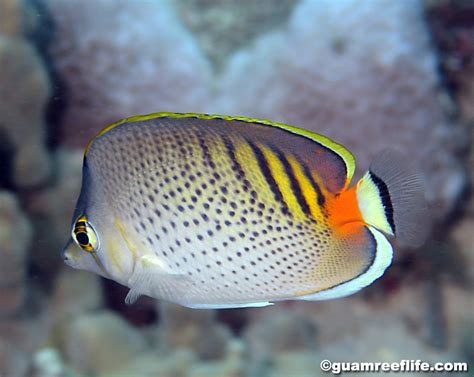 Butterflyfishes Chaetodontidae Guamreeflife