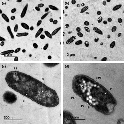 Putative New Species Of The Genus Dickeya As Major Soft Rot Pathogens In Phalaenopsis Orchid