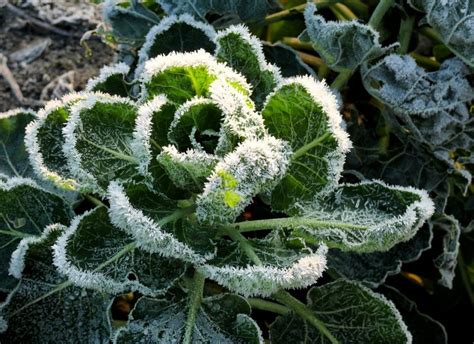 Come Proteggere Le Piante Dal Gelo Dell Inverno Gogoverde