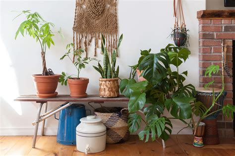 Money Tree Plant Care Growing Plants Indoors Apartment Therapy