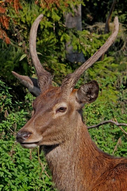 Geweih Rothirsch Hirsch Kostenloses Foto Auf Pixabay