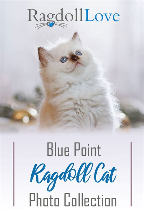 The Blue Point Ragdoll Cat Photo Gallery