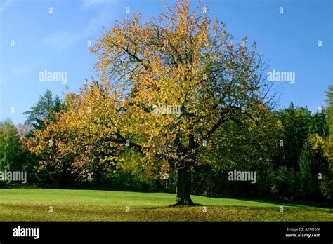 Prunus Avium Autumn Stockfotos Prunus Avium Autumn Bilder Alamy