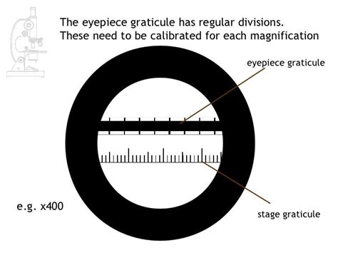 As Biology Lesson 2 Measuring Cells