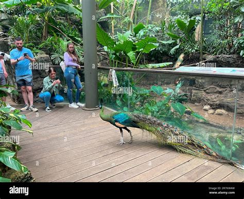 New York City New York Usa 23 June 2022 Peacock On Display At The