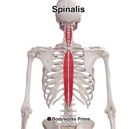 Spinalis Muscle Anatomy Bodyworks Prime