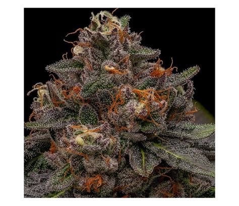 Korenji By Ripper Seeds La Huerta Grow Shop