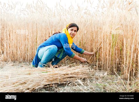 Indian Women Harvesting Wheat Crop Hi Res Stock Photography And Images