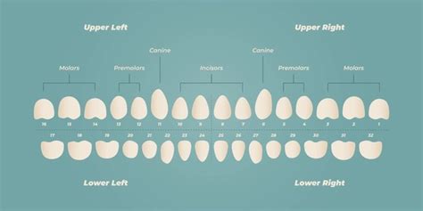 392 Chart Tooth Numbers Royalty Free Photos And Stock Images Shutterstock