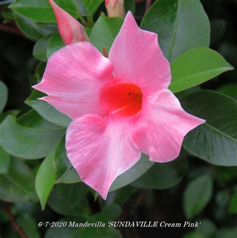 Mandevilla Sundaville Cream Pink