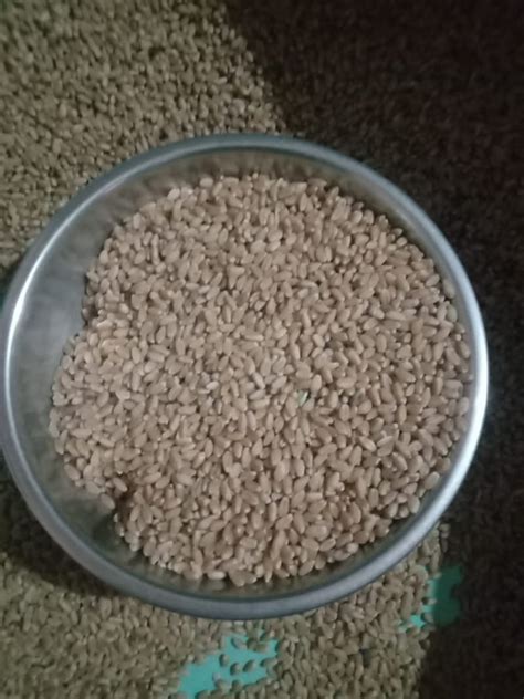 Golden 25 Kg Lokwan Wheat Grains Gahu At Rs 30 Kg In Pune ID