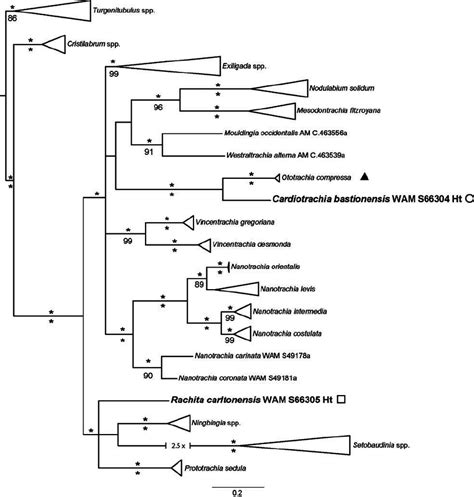 Bayesian Phylogram Based On Analyses Of The Concatenated Coi And S