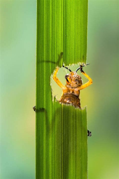 Eating Grasshopper (5 pics)