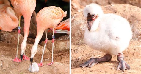 Same Sex Couple Of Flamingos Successfully Hatch Chick