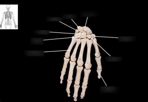 Hand Posterior View Diagram Quizlet