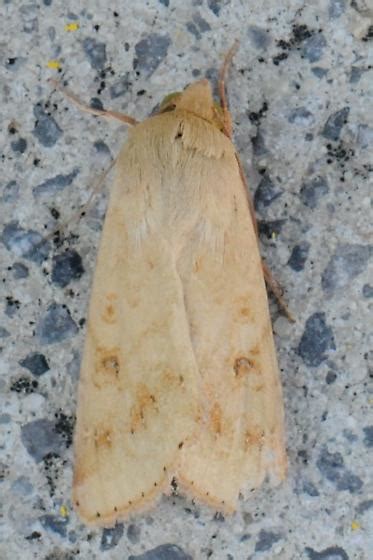 Corn Earworm Moth Helicoverpa Zea Bugguidenet