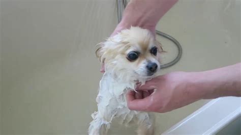 POMCHI taking a bath - YouTube