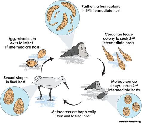 Lets Restart Formally Naming ‘larval Trematodes Trends In Parasitology