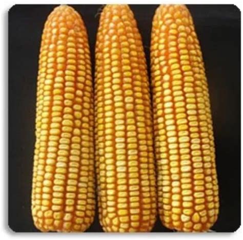 Natural Yellow Fch 11233 Corn Hybrids For Agriculture At Best Price