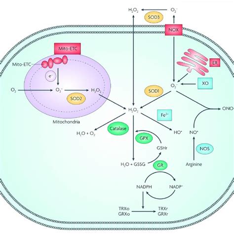 Schematic Illustration Of Cellular Redox Homeostasis Gpx Glutathione