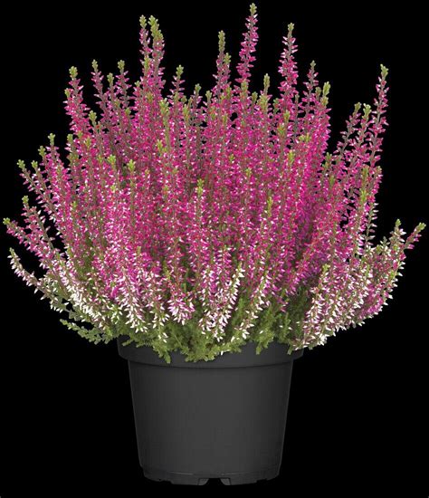 Calluna Vulgaris Gardengirls Athene Bild Kaufen