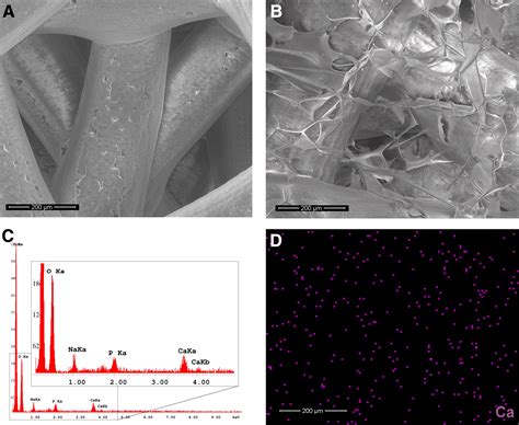 Improvement Of Distribution And Osteogenic Differentiation Of Human