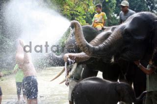 Gajah Di Taman Nasional Gunung Leuser DATATEMPO