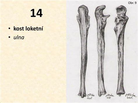 Рисунок локоть (47 фото)