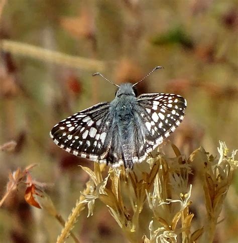 Common Checkered Skipper Pyrgus Communis This Small Commo Flickr