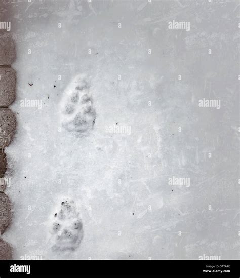 Coyote tracks in snow hi-res stock photography and images - Alamy