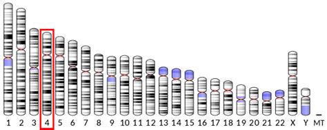 Interleukin 8 - Wikipedia