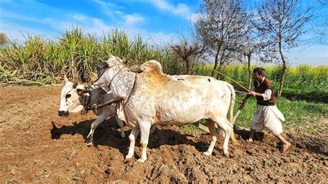 Indian Farmers Ploughing