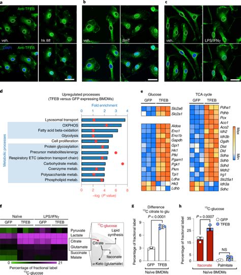 Tfeb Induces Mitochondrial Itaconate Synthesis To Suppress Bacterial