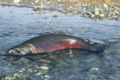 California Heat Wave Threatens Chinook Salmon Survival