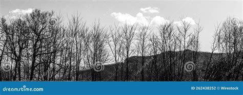 Grayscale Panoramic View Of Naked Trees By Blue Ridge Parkway Under