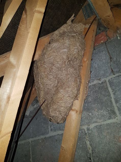 Wasp Control Lincolnshire Largest Wasp Nest Of The Year Pestinator Ltd Ltd