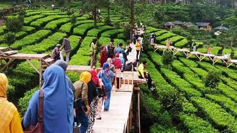 Wisata Gunung Mas Bogor Nikmati Pesona Alam Dari Jembatan Di Tengah