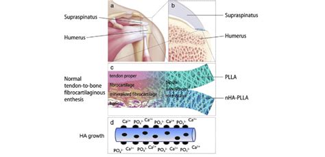 Schematic Illustration Of The Application Of Bipolar Nanofibrous