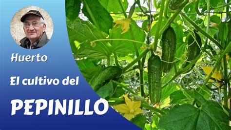 El Cultivo Del Pepinillo El Huerto Familiar